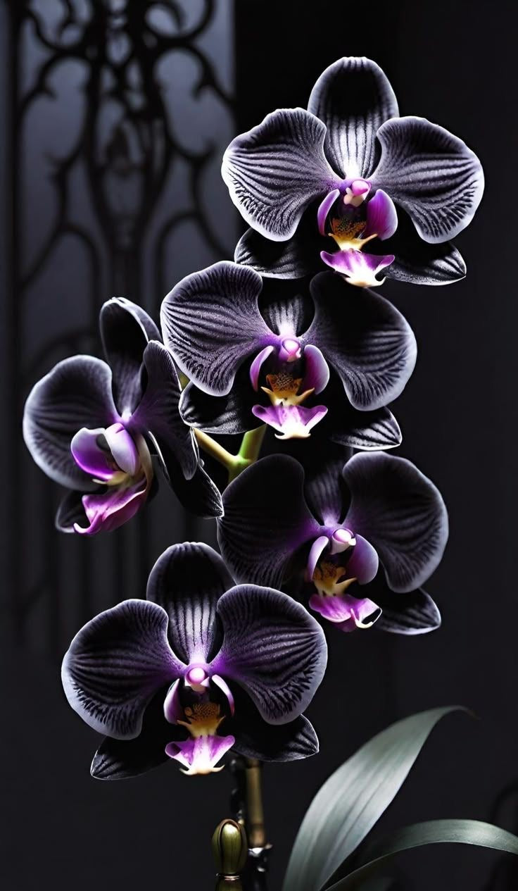 MIDNIGHT ORCHID