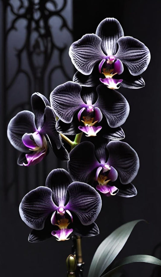 MIDNIGHT ORCHID