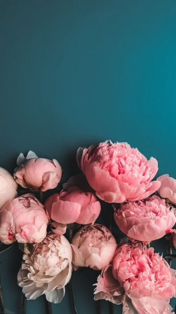 BLUSH & PEONY