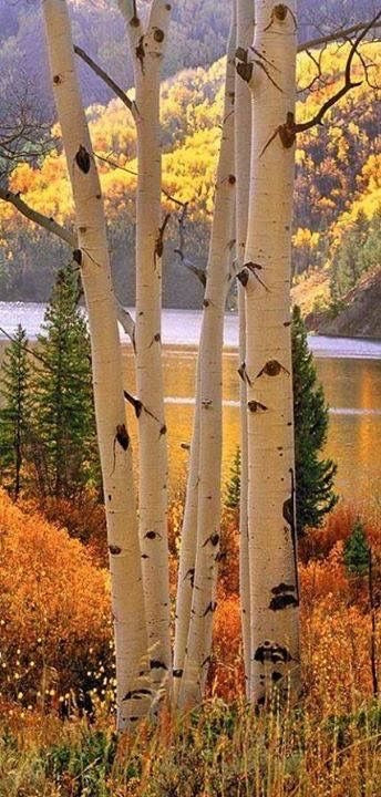 ASPEN WOODS